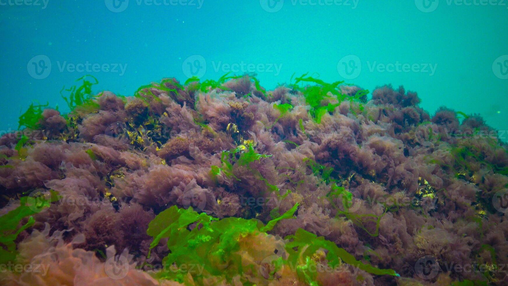 Underwater landscape, Black Sea. Green, red and brown algae on the seabed photo