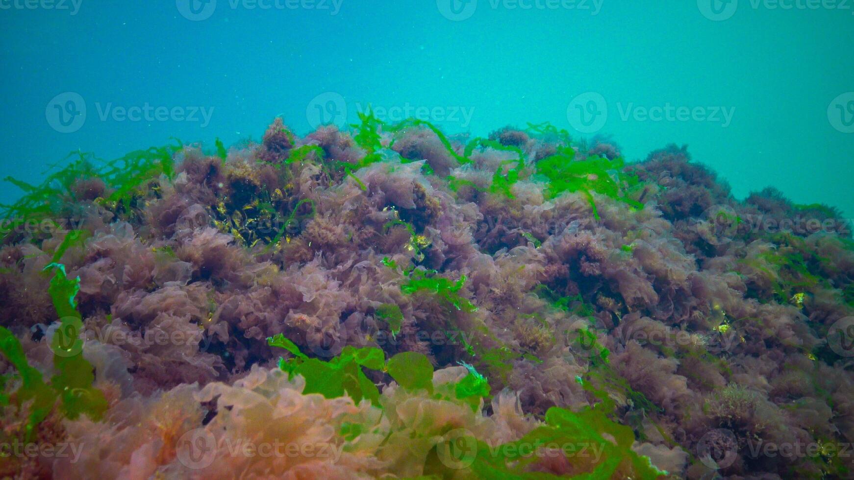 Underwater landscape, Black Sea. Green, red and brown algae on the seabed photo