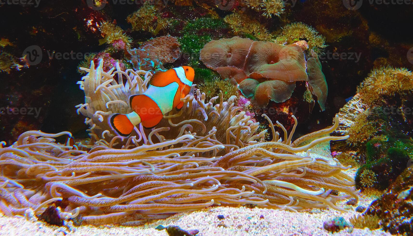 Clown fish, Anemonefish Amphiprion ocellaris swim among the tentacles of anemones photo