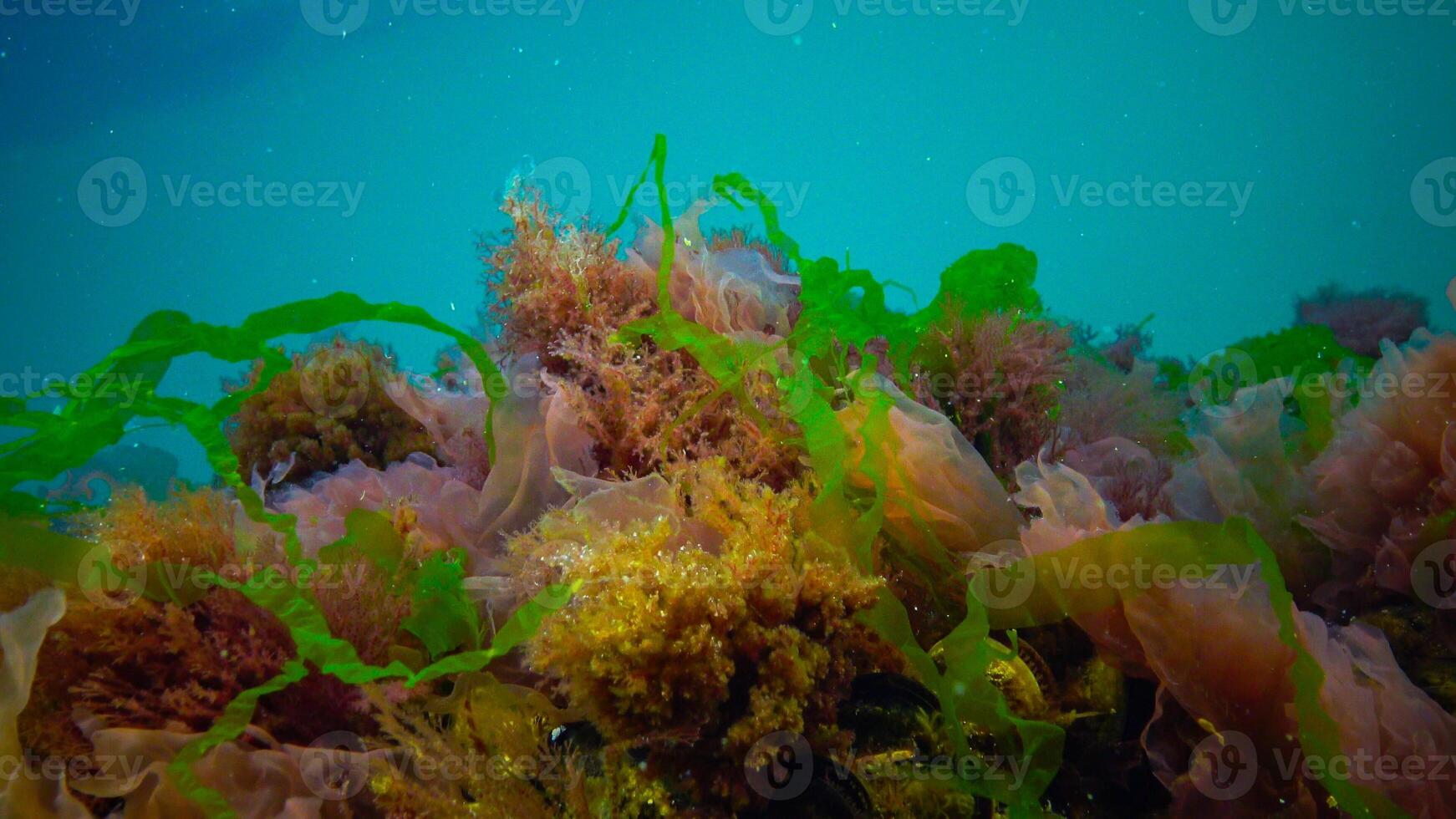 Underwater landscape, Black Sea. Green, red and brown algae on the seabed photo