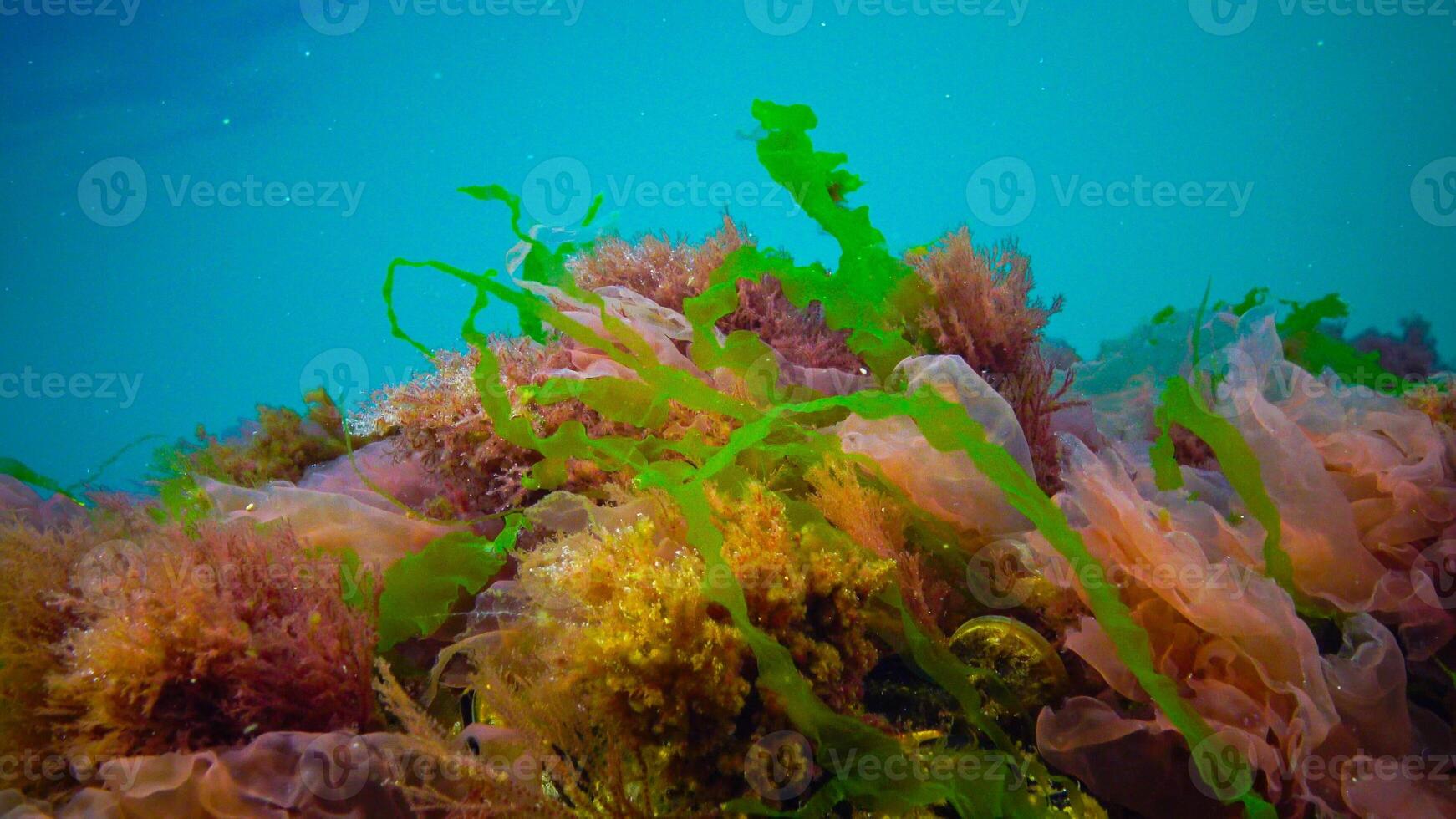 Underwater landscape, Black Sea. Green, red and brown algae on the seabed photo