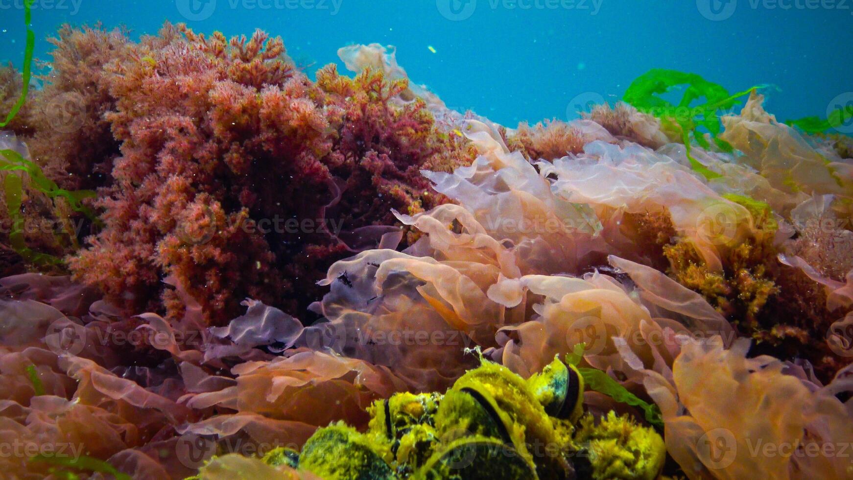 Underwater landscape, Black Sea. Green, red and brown algae on the seabed photo
