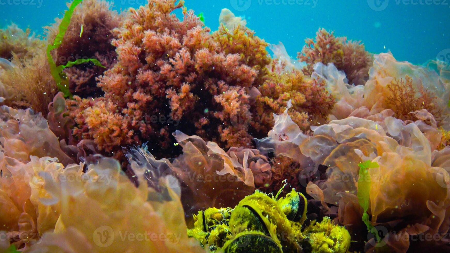 Underwater landscape, Black Sea. Green, red and brown algae on the seabed photo