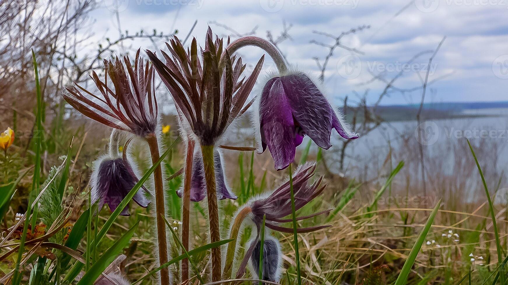 Eastern pasqueflower, cutleaf anemone Pulsatilla patens blooming in spring among the grass photo