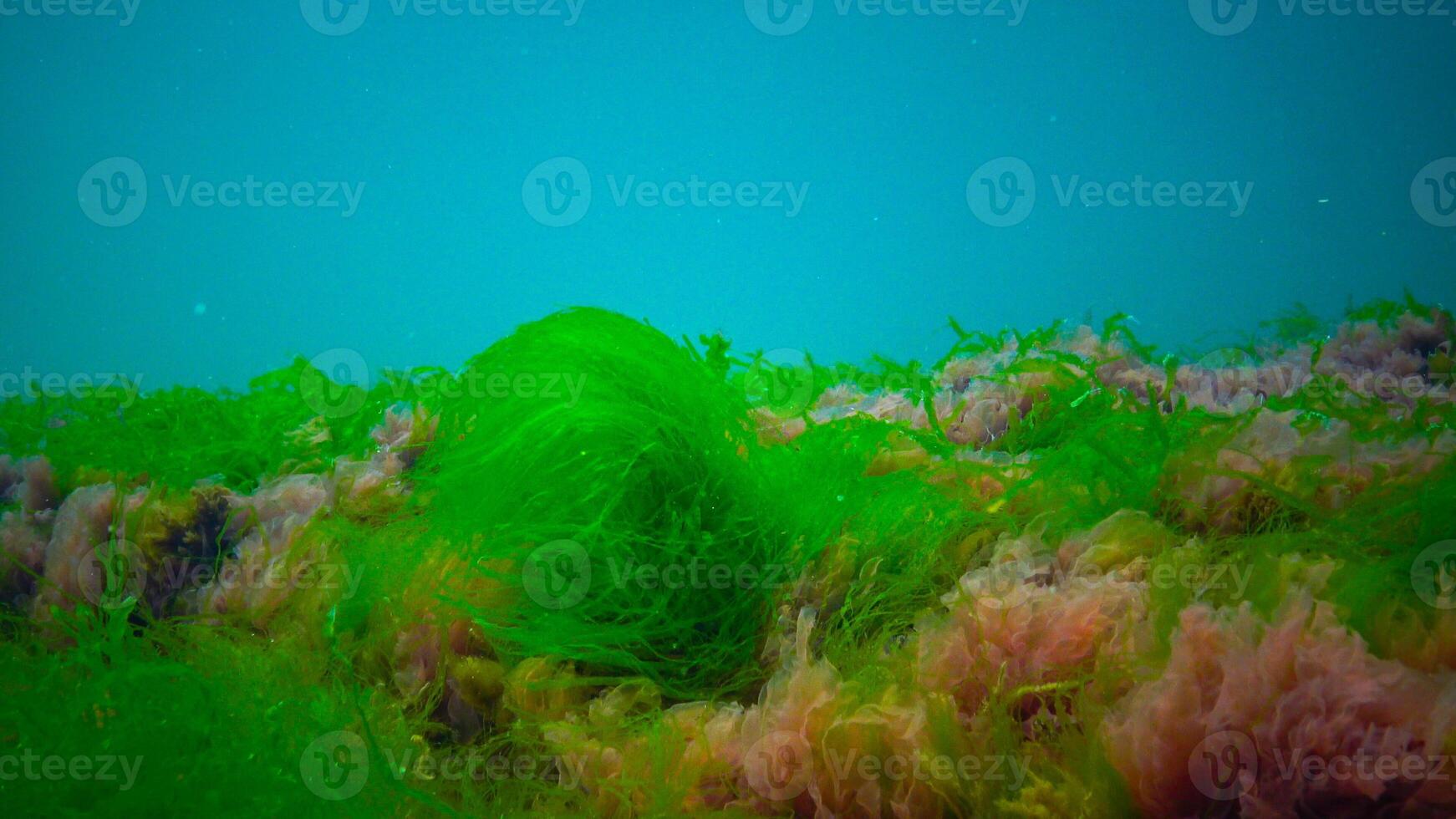 Underwater landscape, Black Sea. Green, red and brown algae on the seabed photo