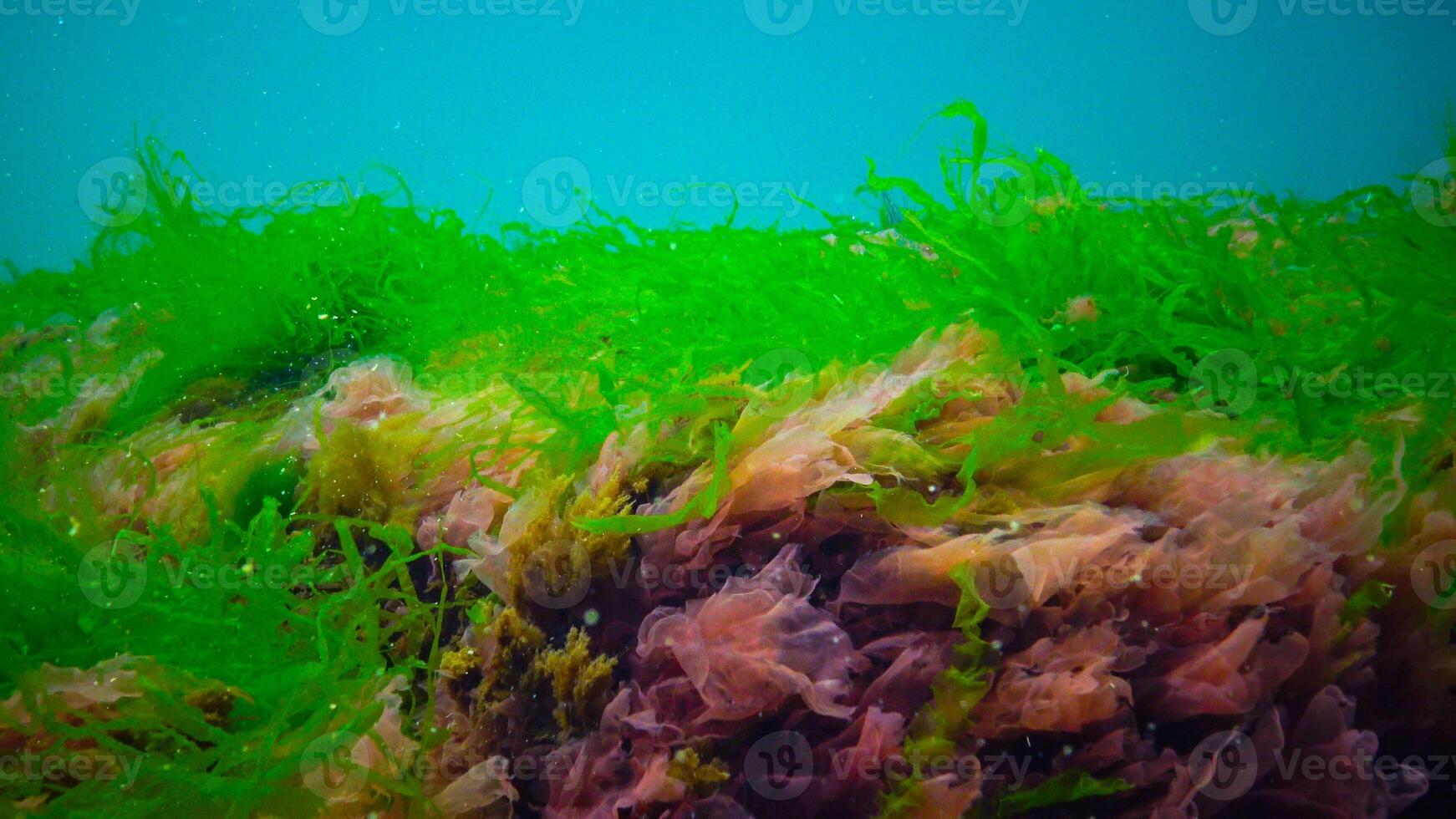 Underwater landscape, Black Sea. Green, red and brown algae on the seabed photo