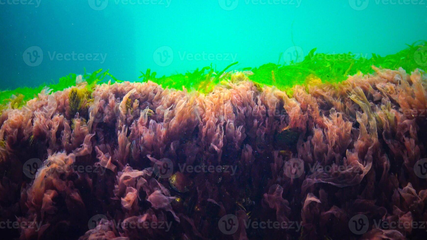 Underwater landscape, Black Sea. Green, red and brown algae on the seabed photo