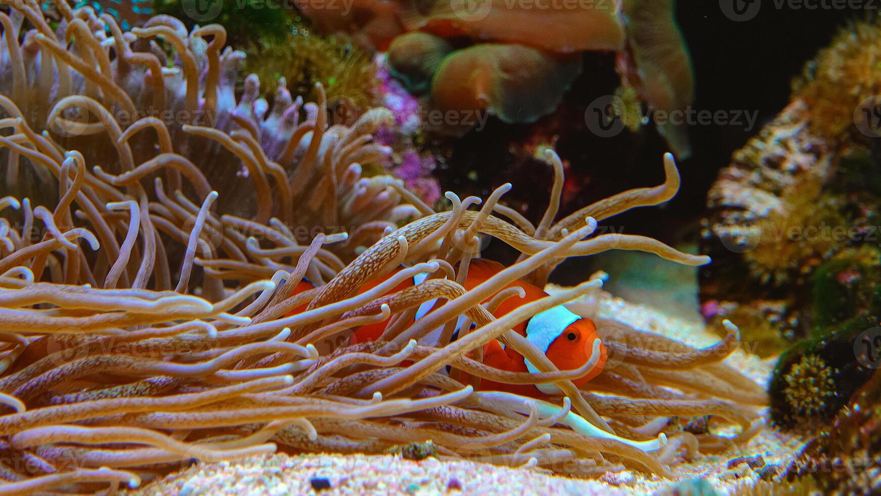 Clown fish, Anemonefish Amphiprion ocellaris swim among the tentacles of anemones photo