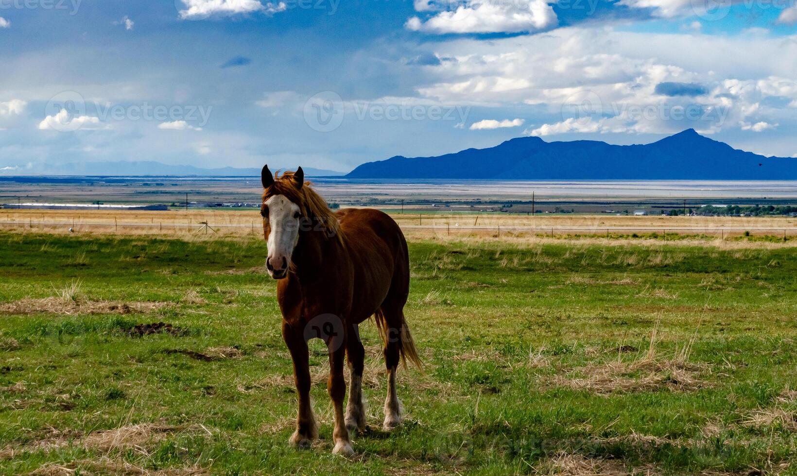 Horses graze on the field, eat green grass, ranch in Utah photo