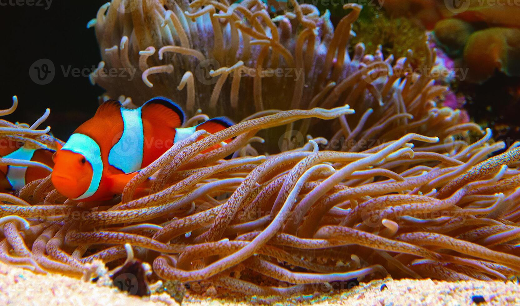 Clown fish, Anemonefish Amphiprion ocellaris swim among the tentacles of anemones photo