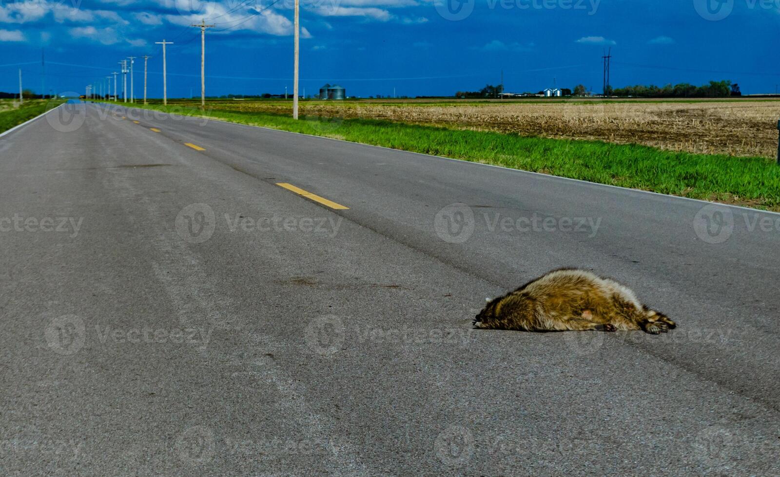 Dead raccoon hit by a car on the road in Tennessee, US photo