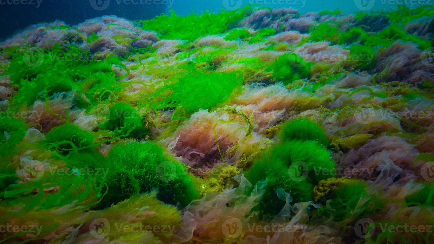 Underwater landscape, Black Sea. Green, red and brown algae on the seabed photo