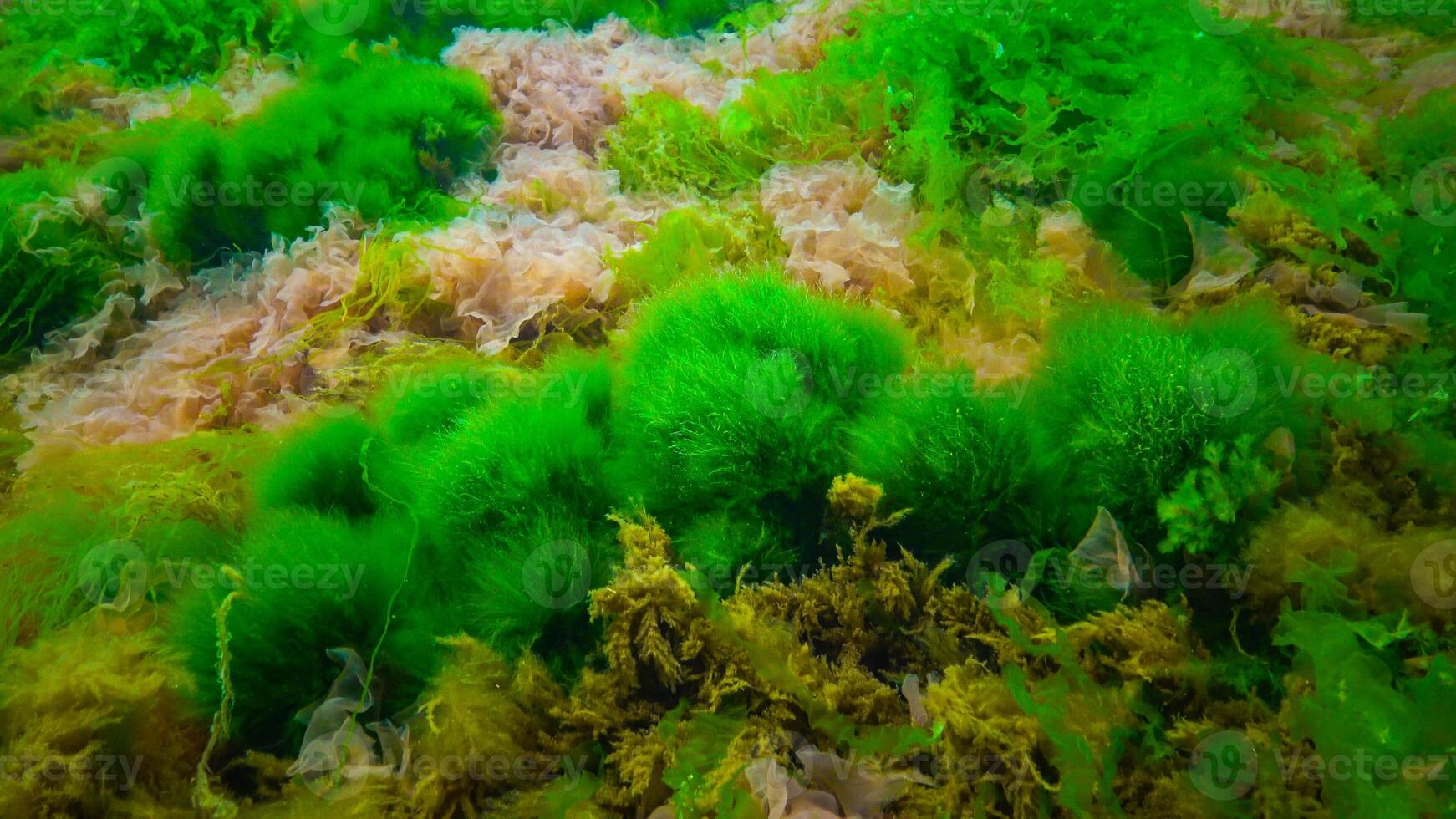 Underwater landscape, Black Sea. Green, red and brown algae on the seabed photo