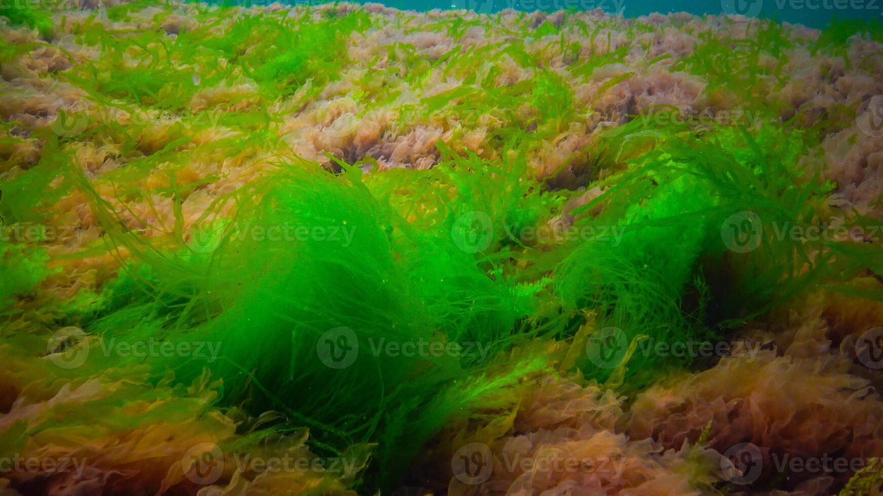 Underwater landscape, Black Sea. Green, red and brown algae on the seabed photo
