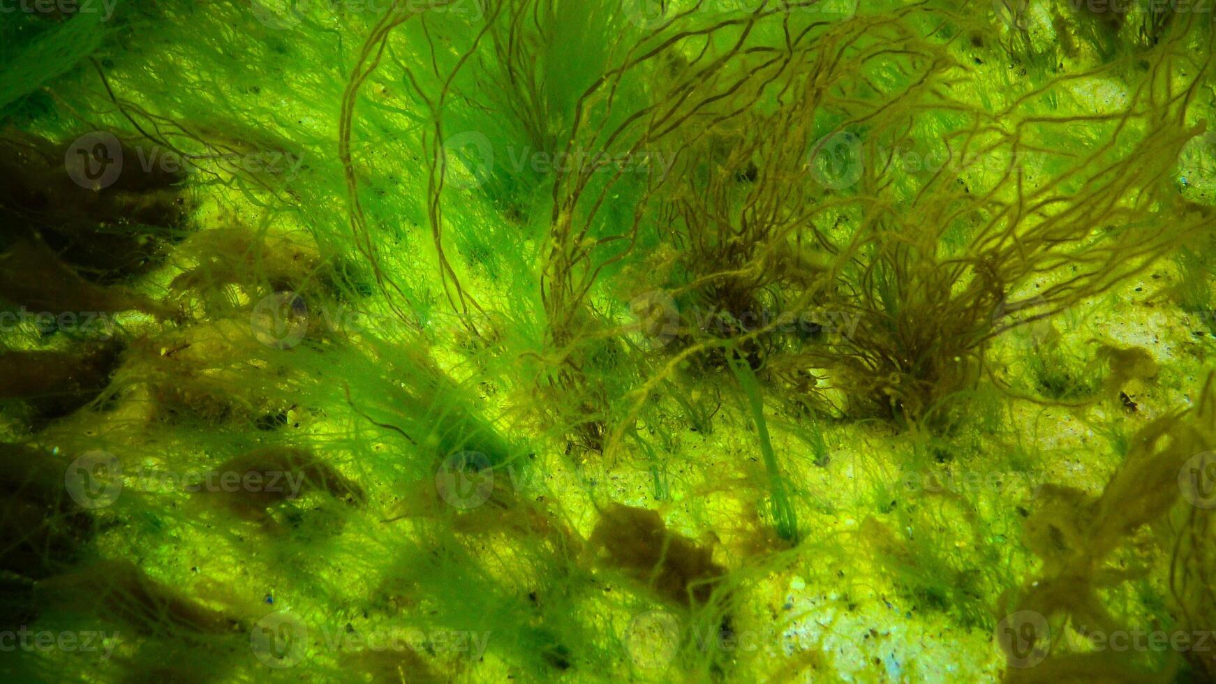 Underwater landscape, Black Sea. Green, red and brown algae on the seabed photo