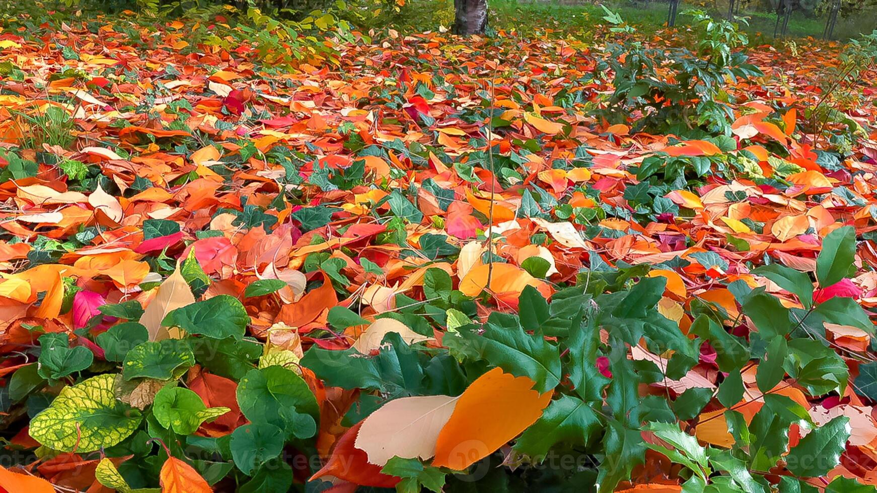 Beautiful red-yellow cherry and sakura leaves fallen to the ground in autumn photo