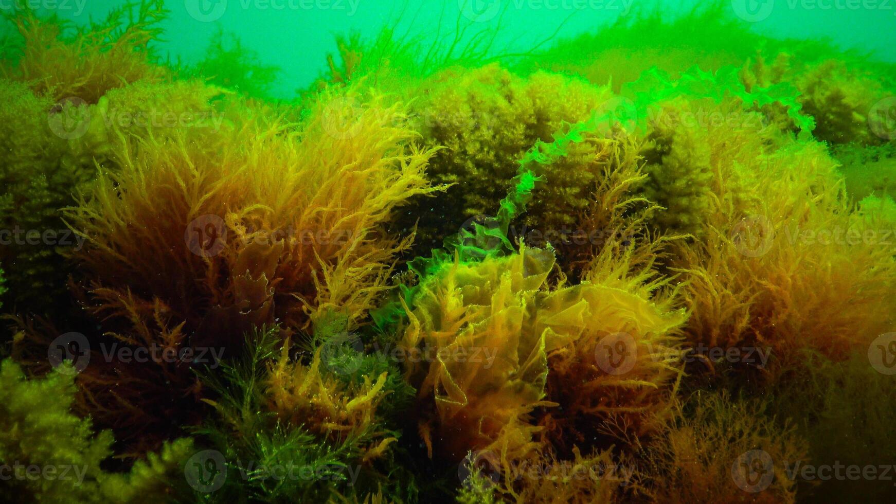 Underwater landscape, Black Sea. Green, red and brown algae on the seabed photo