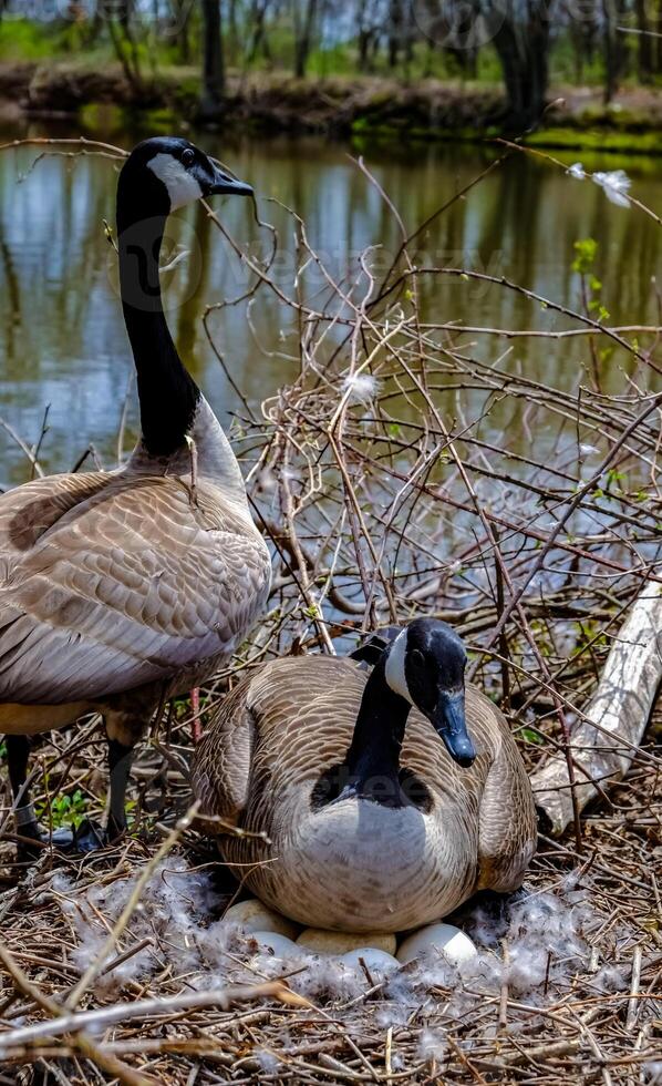 Canada goose Male and female goose on a nest with eggs on an island among trees photo