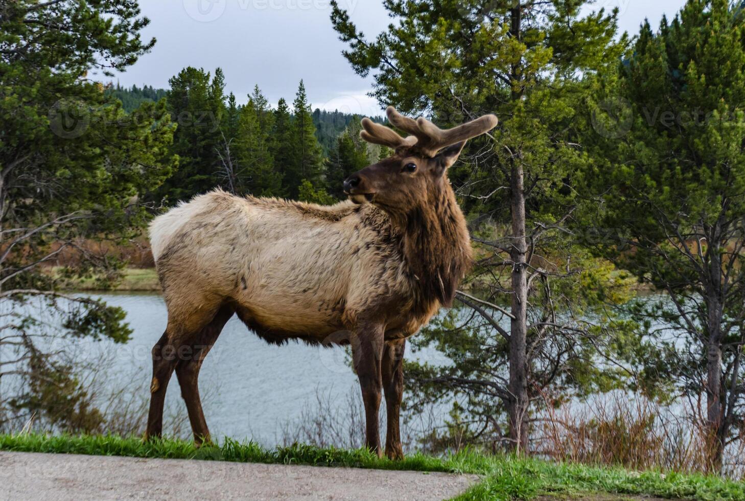Bull Moose, a young animal eating green grass during a rain on the roadside, US photo