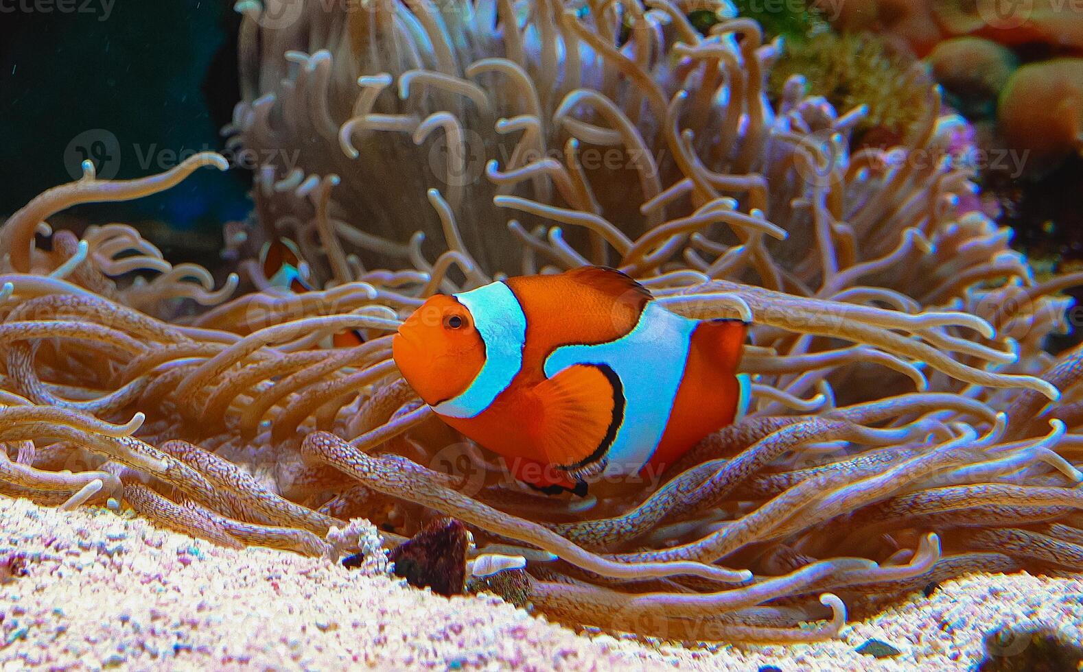 Clown fish, Anemonefish Amphiprion ocellaris swim among the tentacles of anemones photo