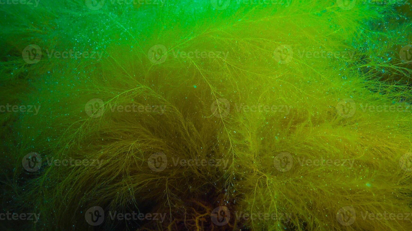 Underwater landscape, Black Sea. Green, red and brown algae on the seabed photo