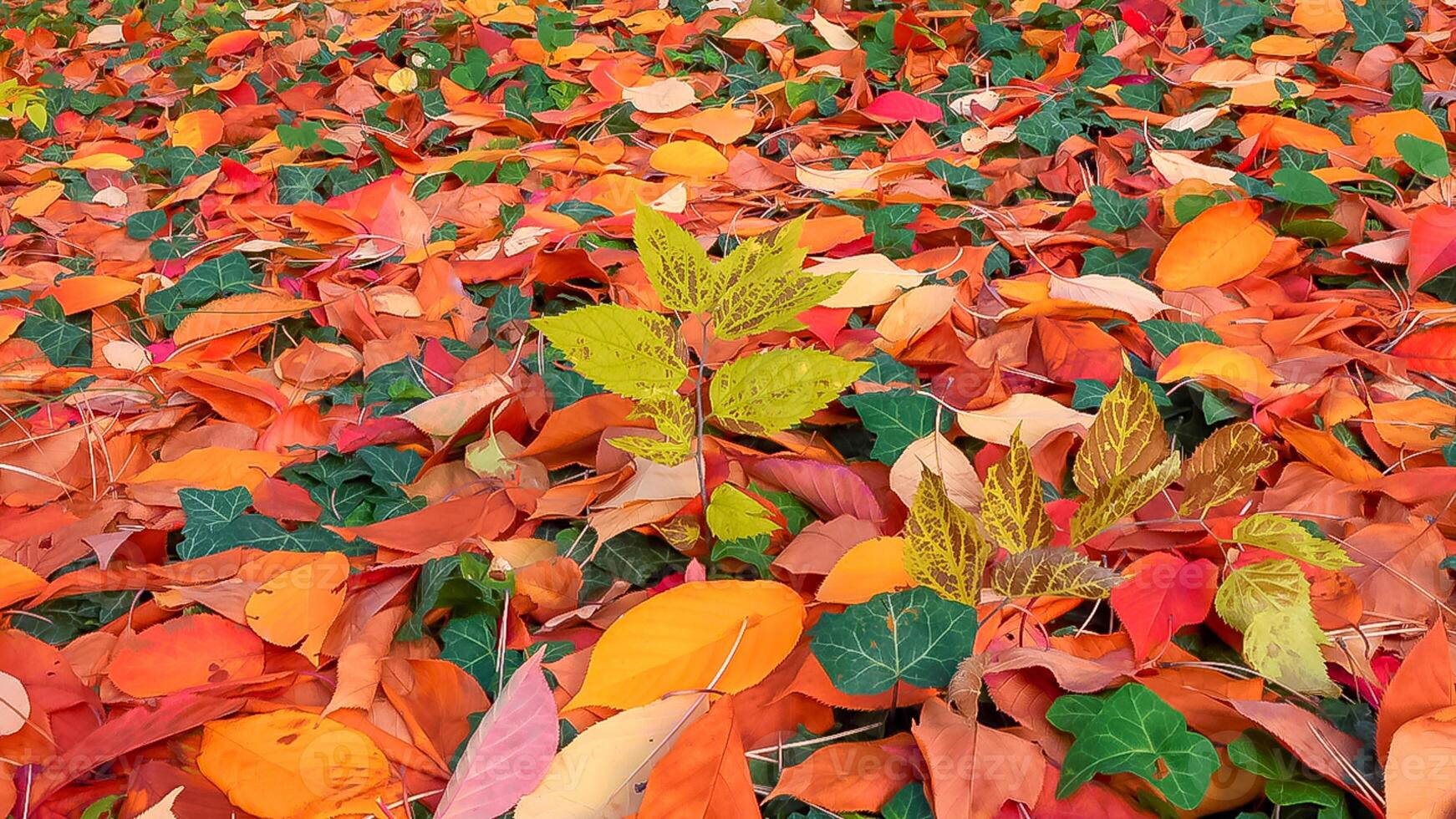 Beautiful red-yellow cherry and sakura leaves fallen to the ground in autumn photo