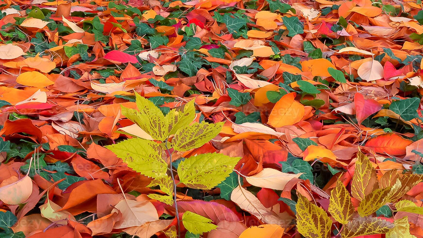Beautiful red-yellow cherry and sakura leaves fallen to the ground in autumn photo