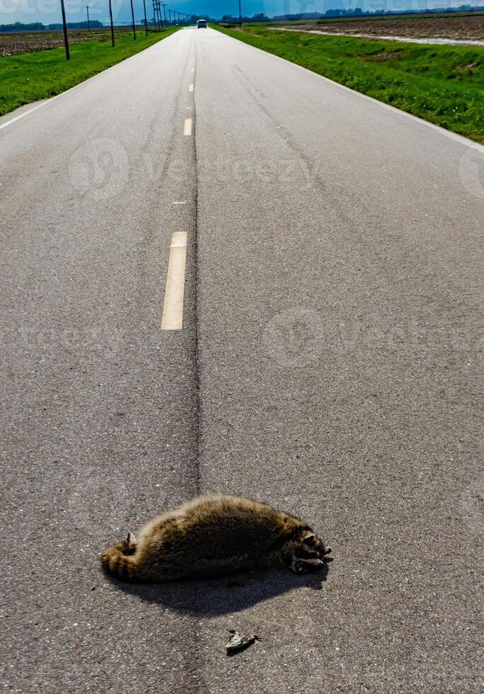 Dead raccoon hit by a car on the road in Tennessee, US photo