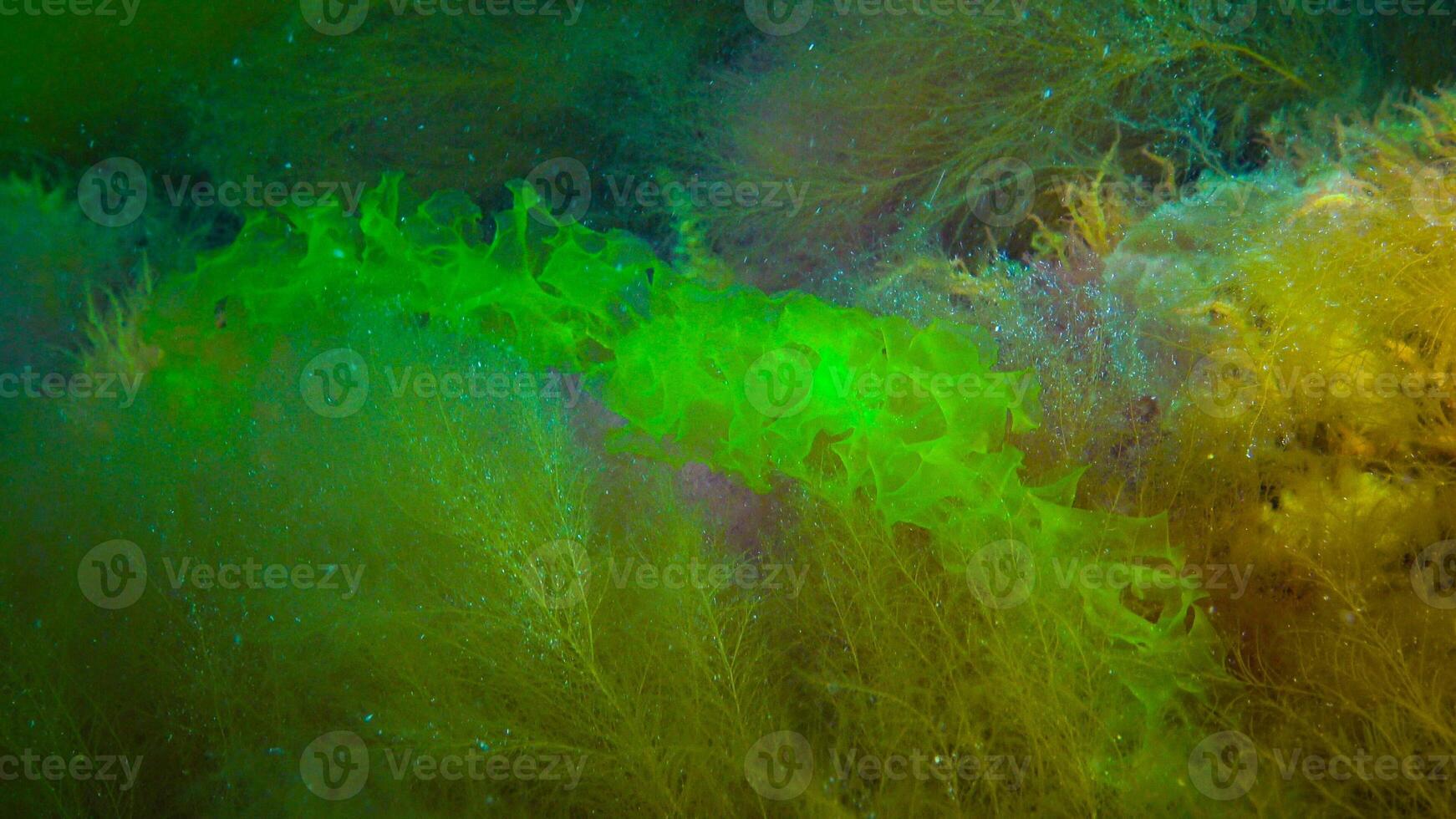 Underwater landscape, Black Sea. Green, red and brown algae on the seabed photo