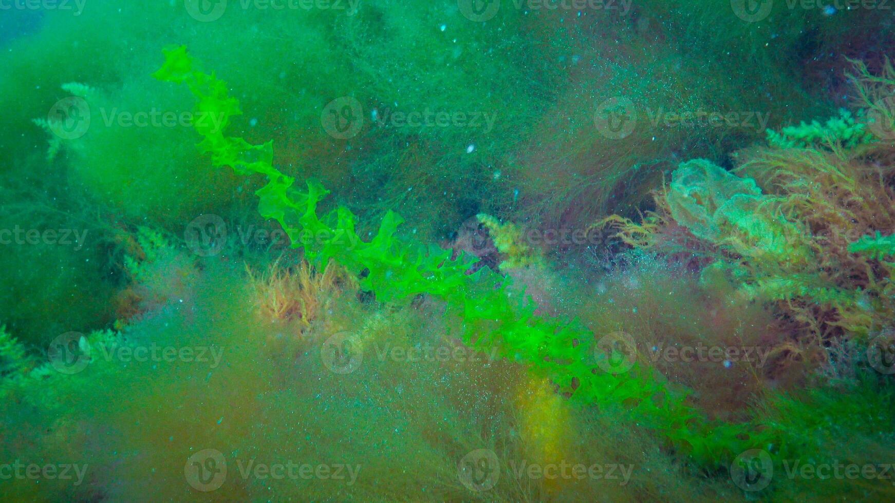 Underwater landscape, Black Sea. Green, red and brown algae on the seabed photo