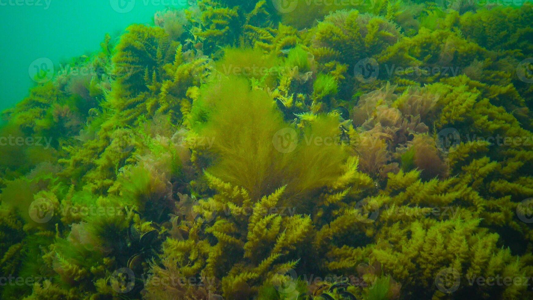 Black Sea, Hydroids Obelia, coelenterates, Macrophytes Red and Green algae photo