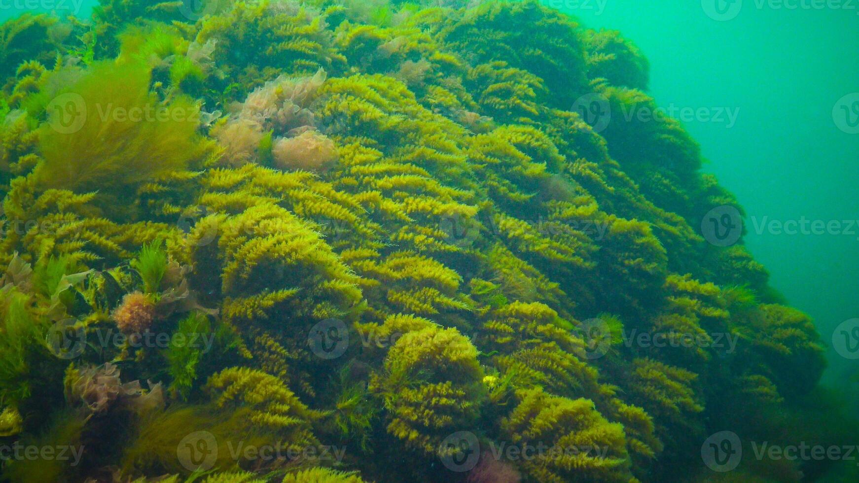 Black Sea, Hydroids Obelia, coelenterates, Macrophytes Red and Green algae photo