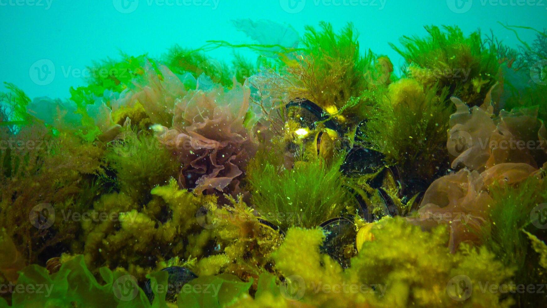Underwater landscape, Black Sea. Green, red and brown algae on the seabed photo