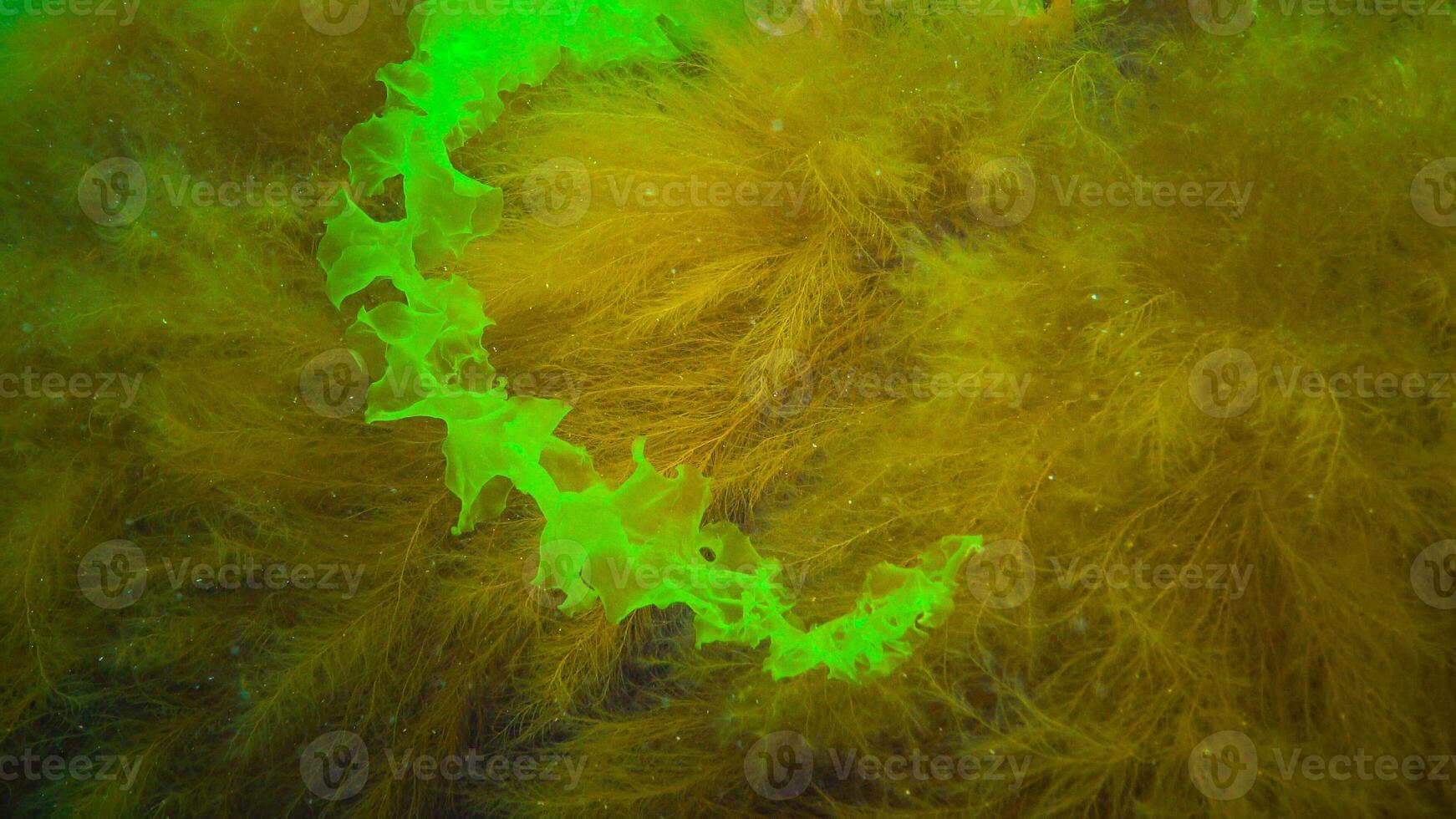 Underwater landscape, Black Sea. Green, red and brown algae on the seabed photo