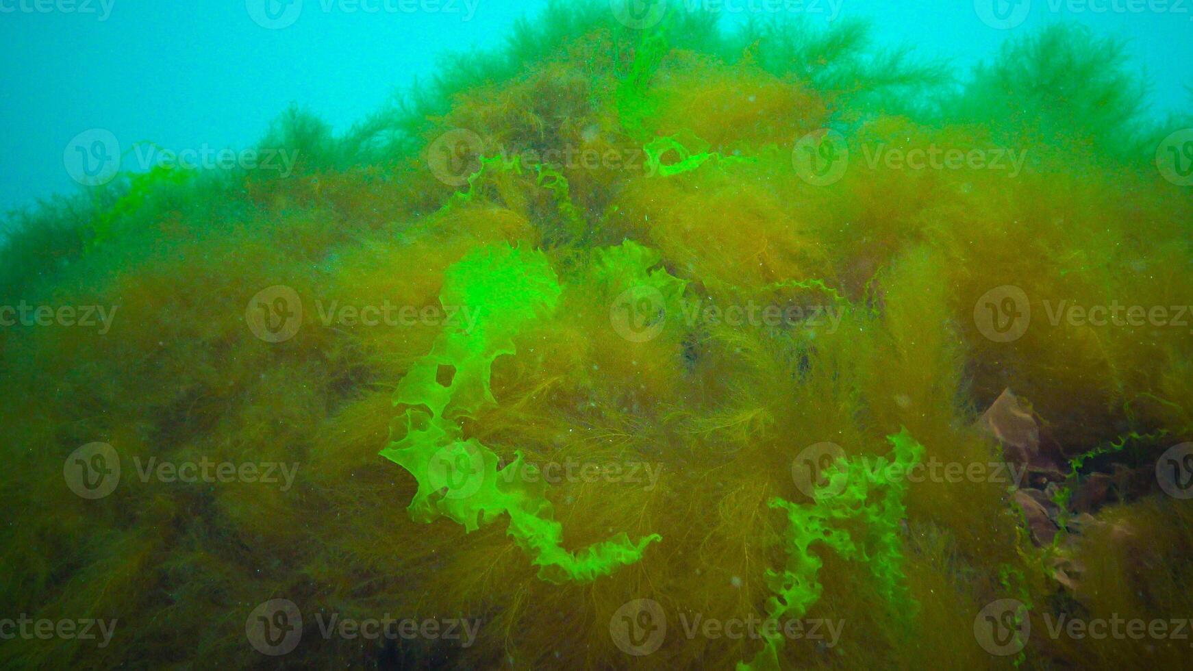 Underwater landscape, Black Sea. Green, red and brown algae on the seabed photo