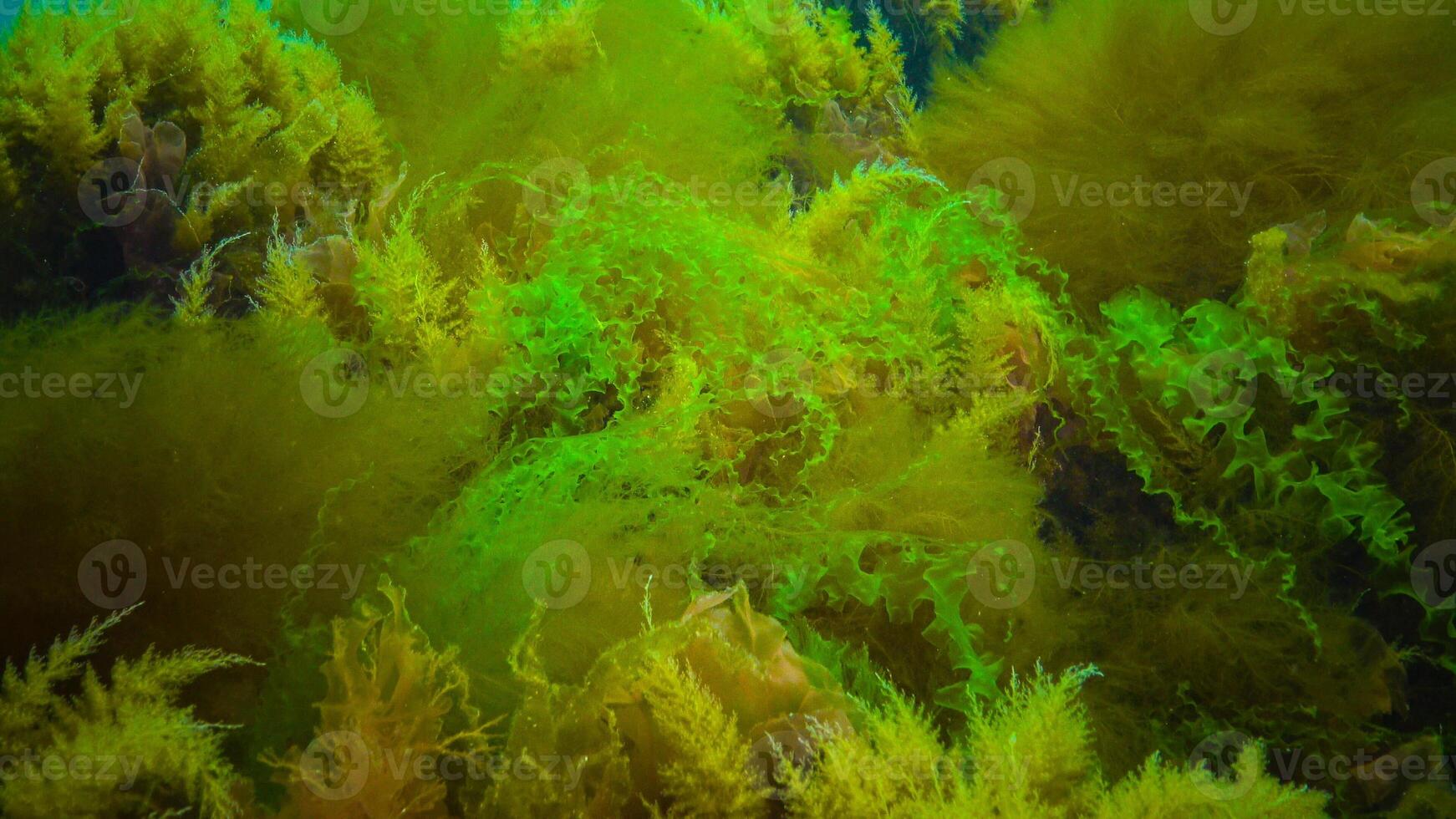 Underwater landscape, Black Sea. Green, red and brown algae on the seabed photo
