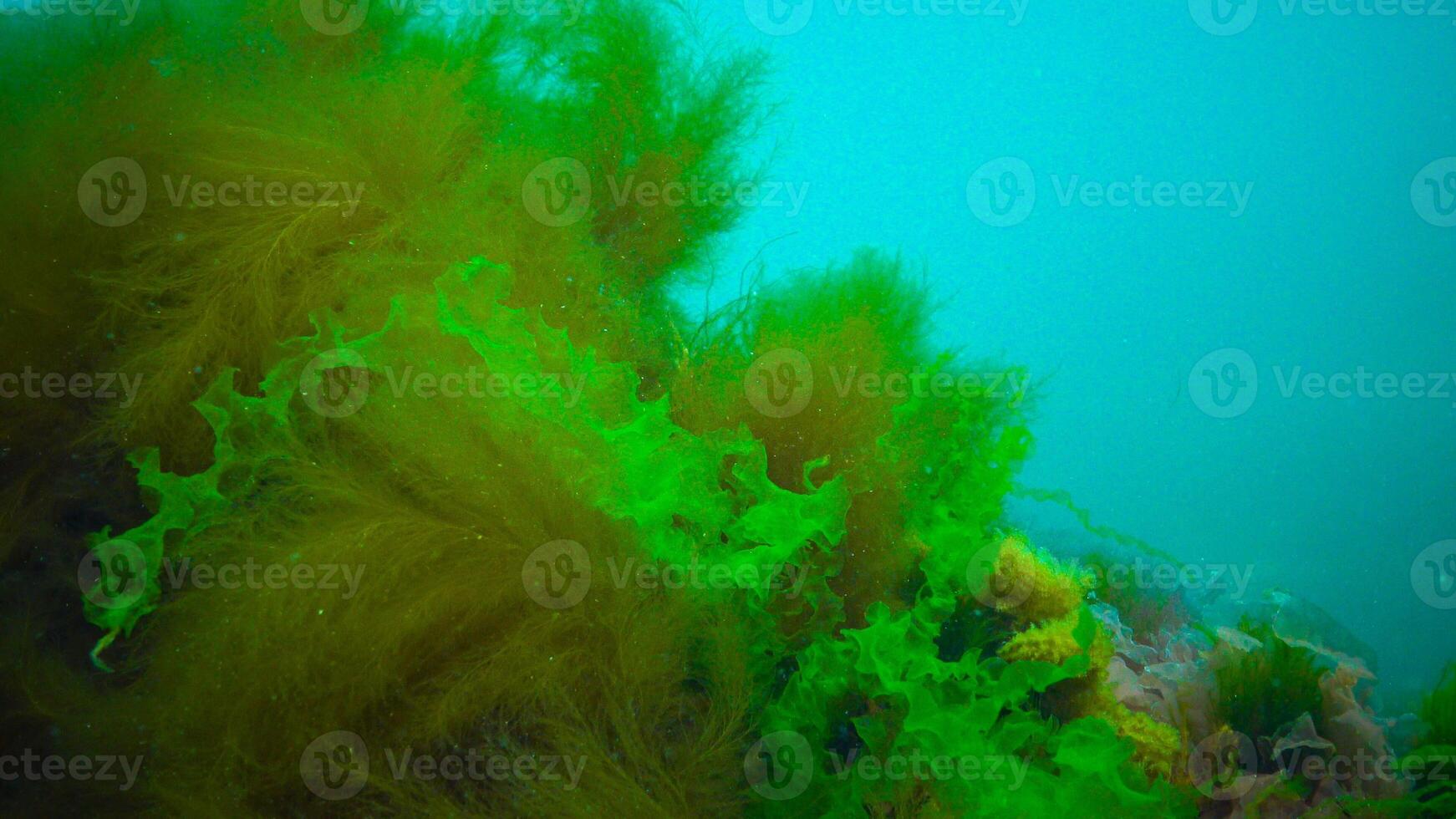 Underwater landscape, Black Sea. Green, red and brown algae on the seabed photo