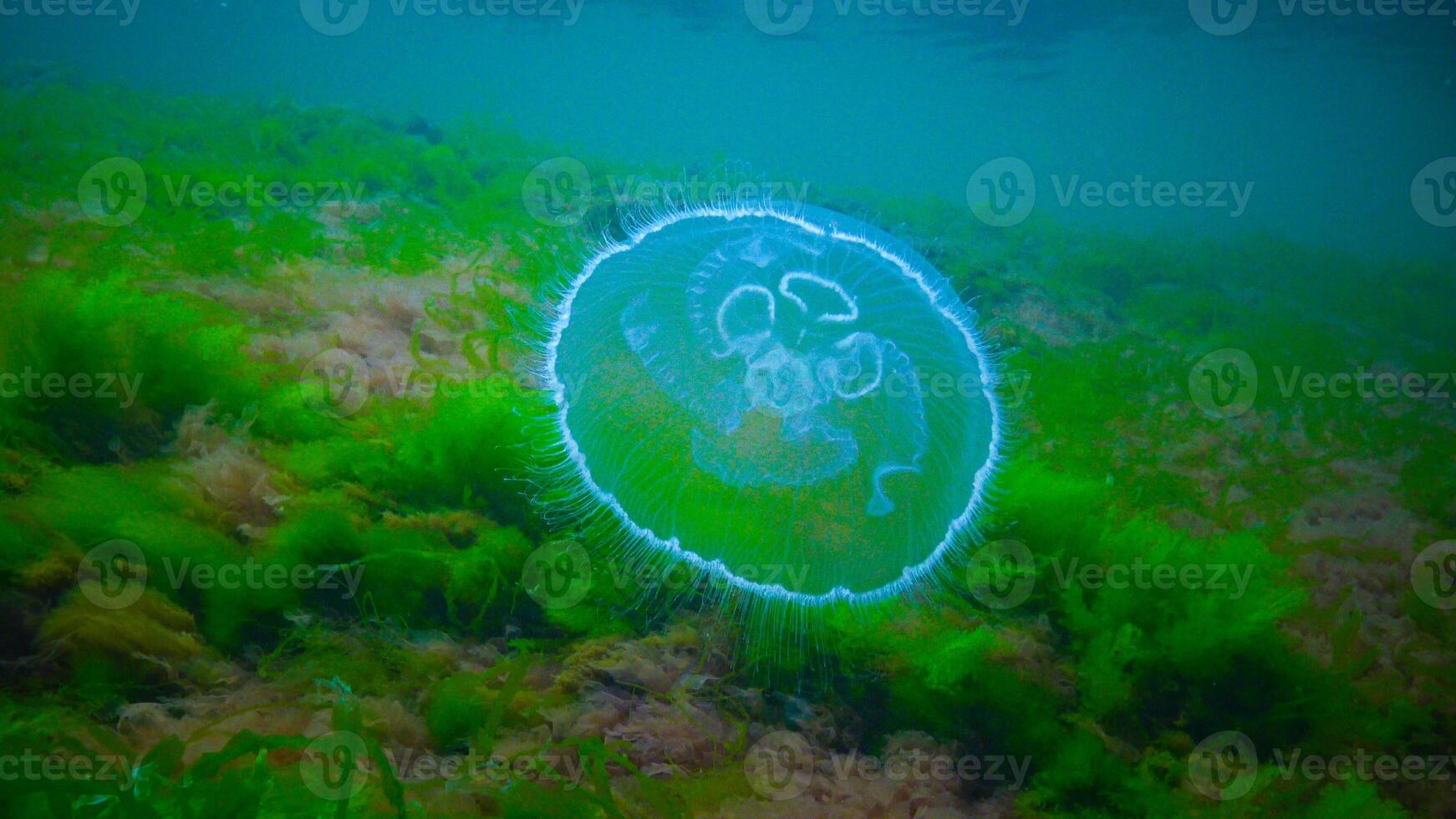 Moon jelly Aurelia aurita -moon jellyfish, common jellyfish photo
