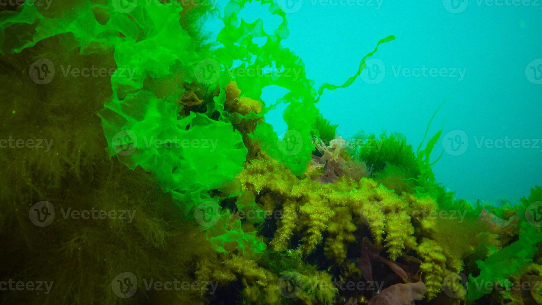 Underwater landscape, Black Sea. Green, red and brown algae on the seabed photo