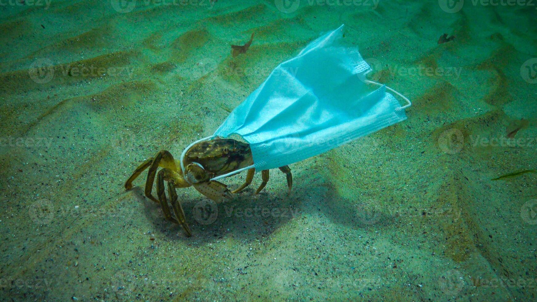 Large crab Carcinus entangled in medical mask, ocean pollution with plastic debris photo
