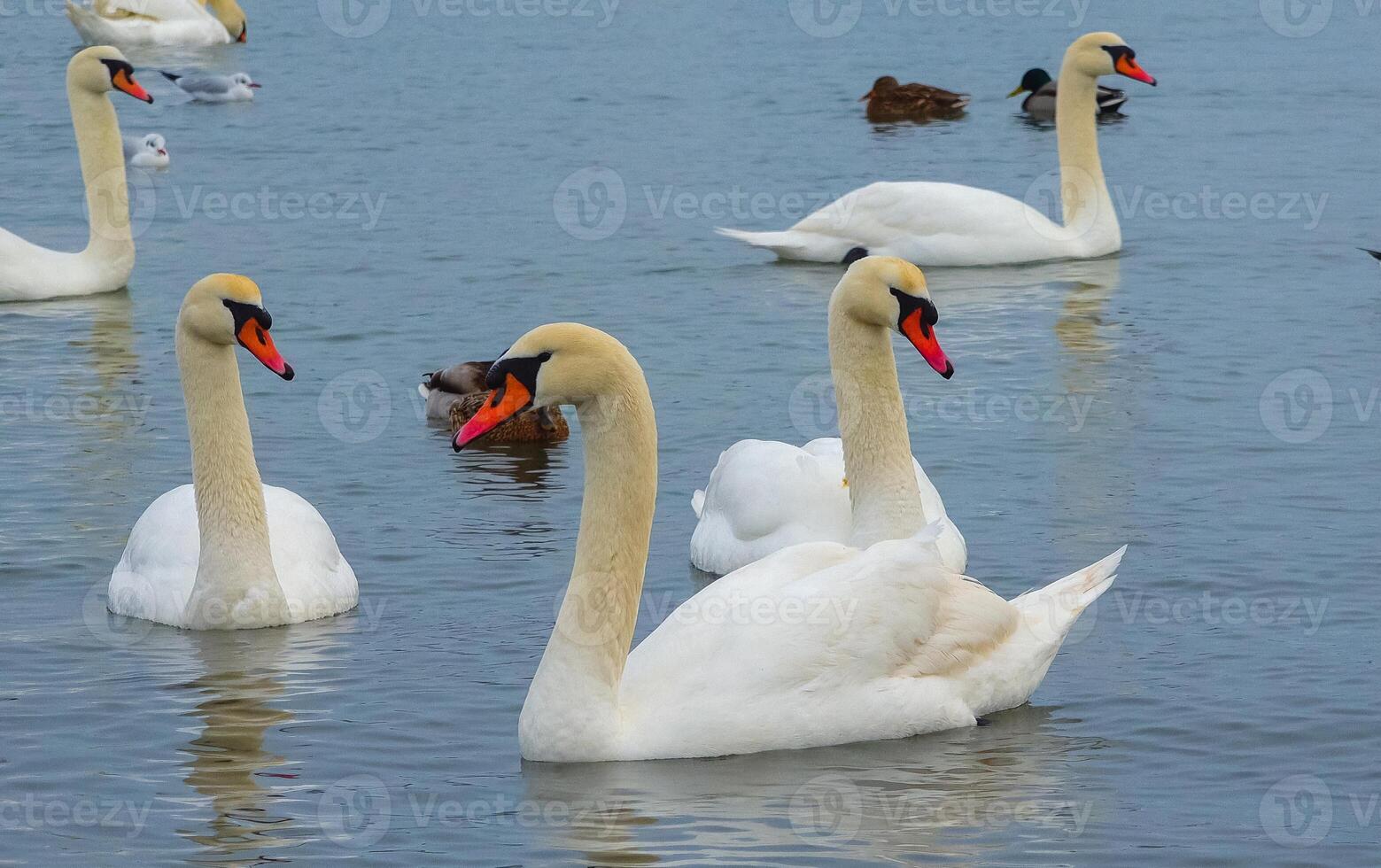 Birds of Europe. Mute swan Cygnus olor, gulls and ducks - wintering waterfowl in the Black Sea photo