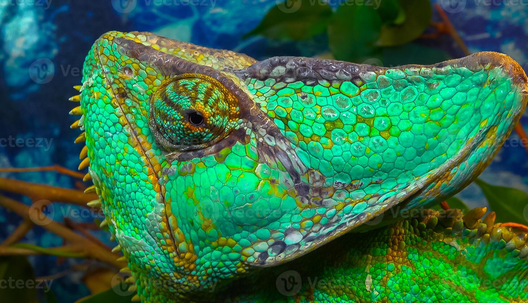 The veiled chameleon, cone-head Chamaeleo calyptratus photo