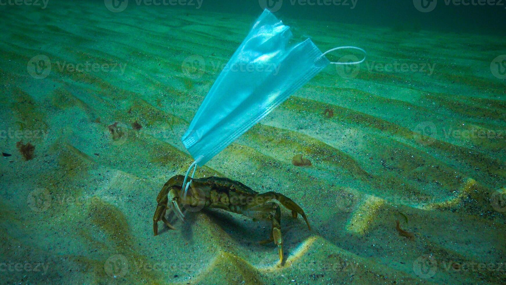 Large crab Carcinus entangled in medical mask, ocean pollution with plastic debris photo