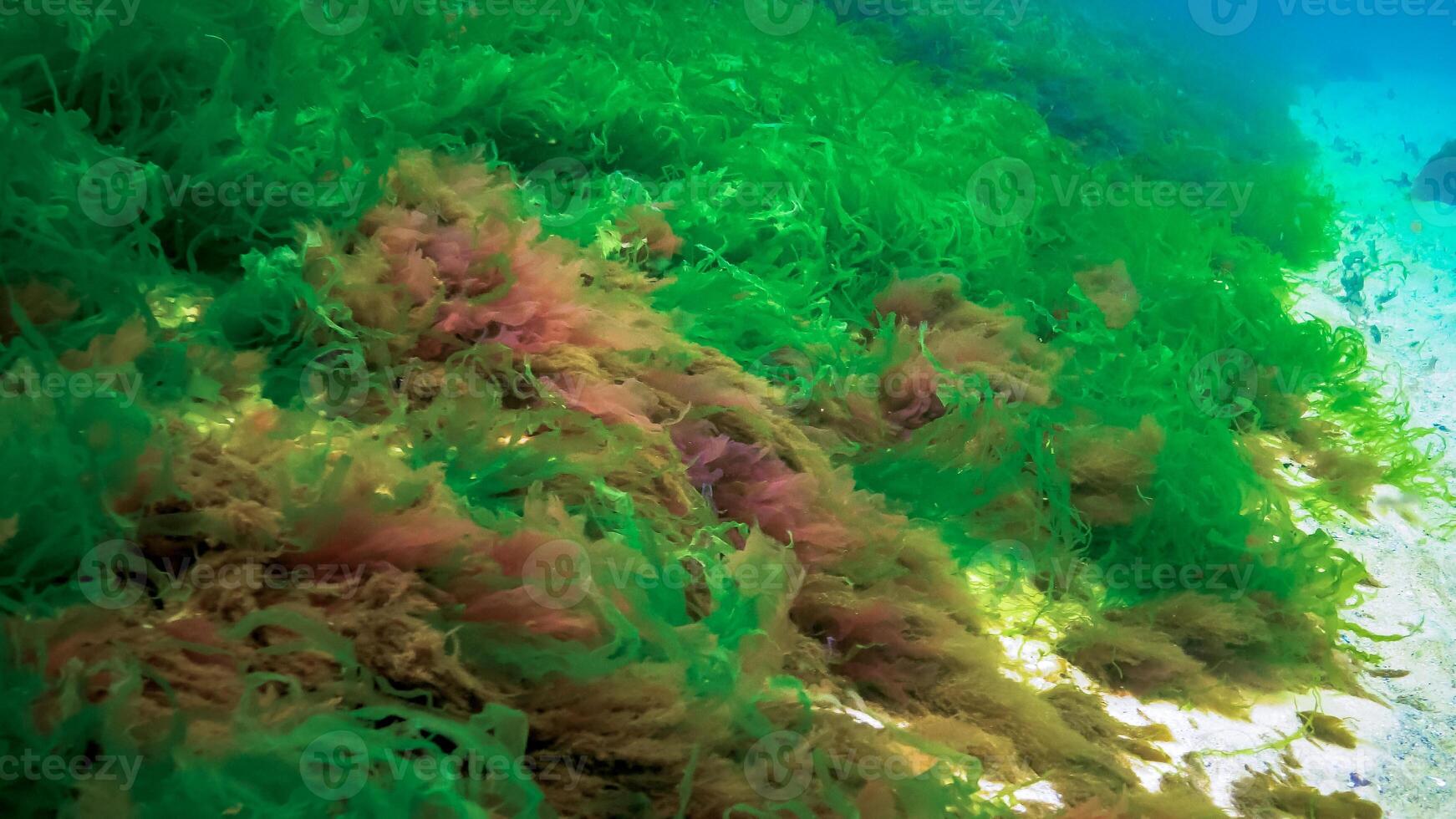 Underwater landscape, Black Sea. Green, red and brown algae on the seabed photo
