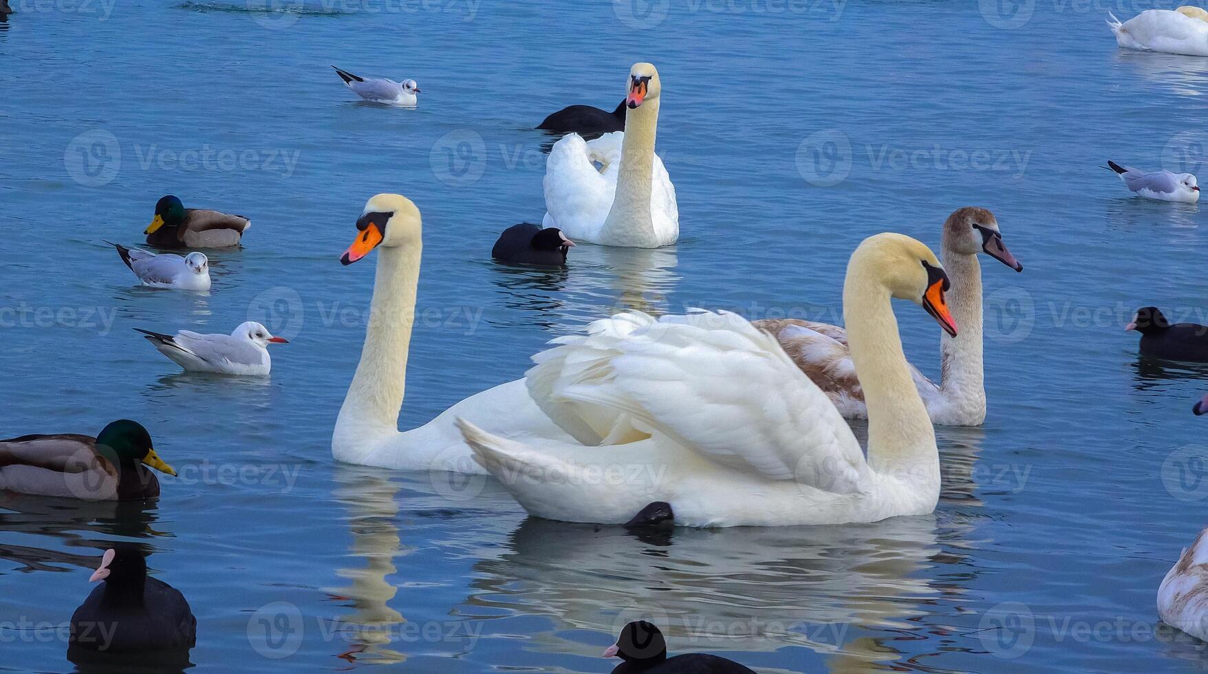 Birds of Europe. Mute swan Cygnus olor, gulls and ducks - wintering waterfowl in the Black Sea photo