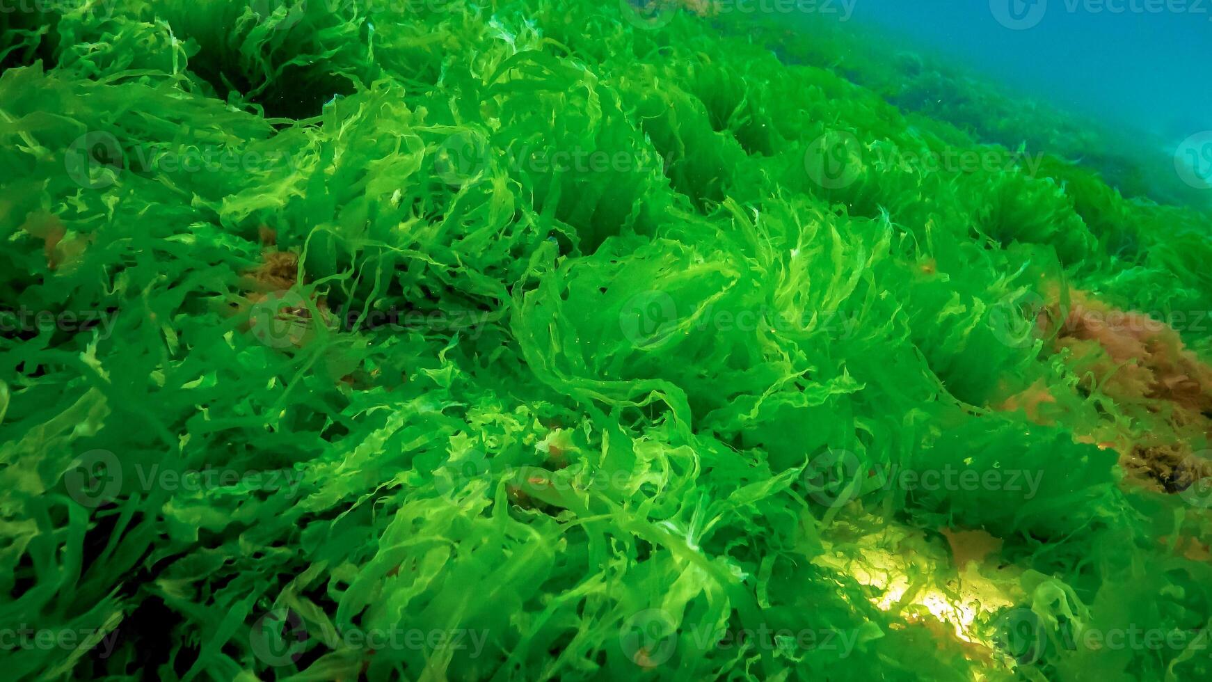 Underwater landscape, Black Sea. Green, red and brown algae on the seabed photo