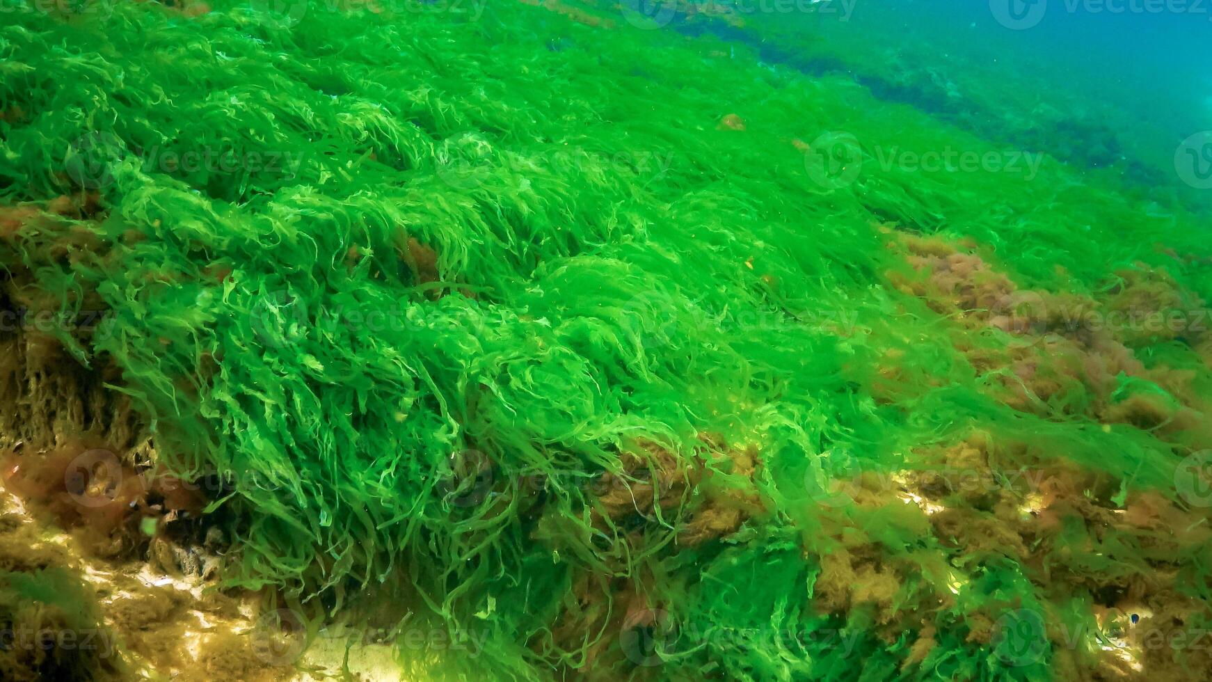 Underwater landscape, Black Sea. Green, red and brown algae on the seabed photo
