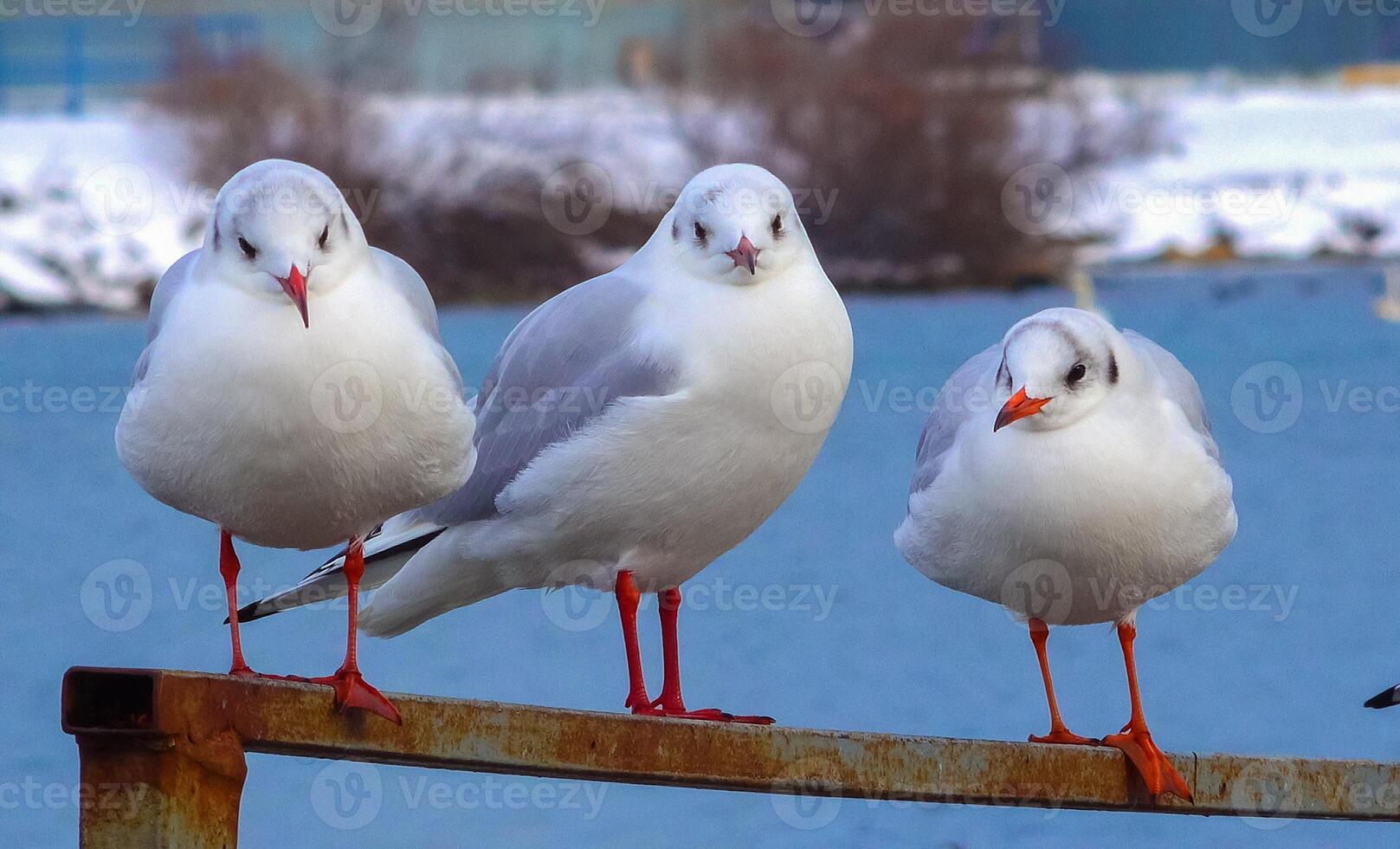 The black-headed gull Larus Chroicocephalus ridibundus. Birds of Ukraine photo