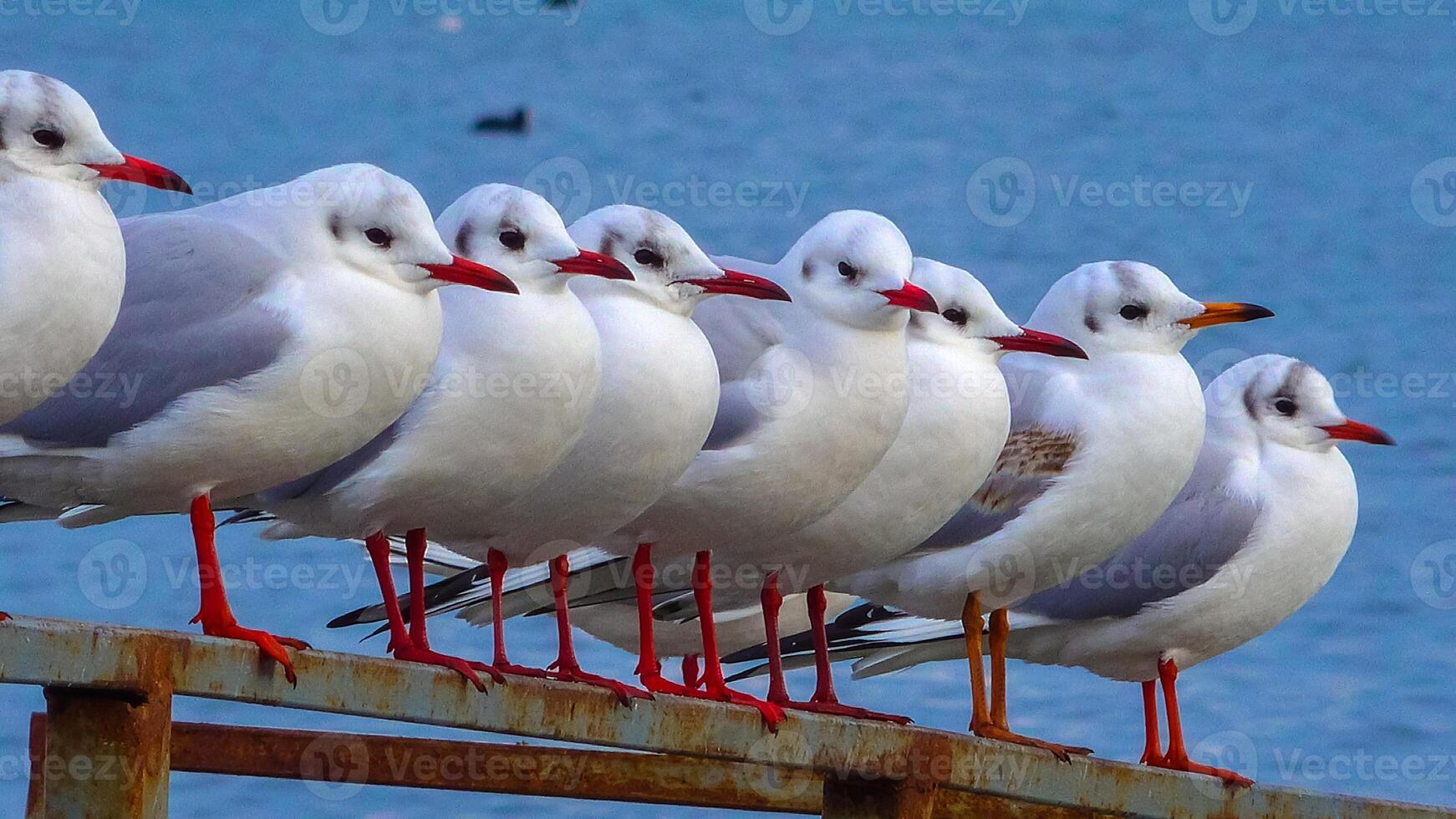 The black-headed gull Larus Chroicocephalus ridibundus. Birds of Ukraine photo