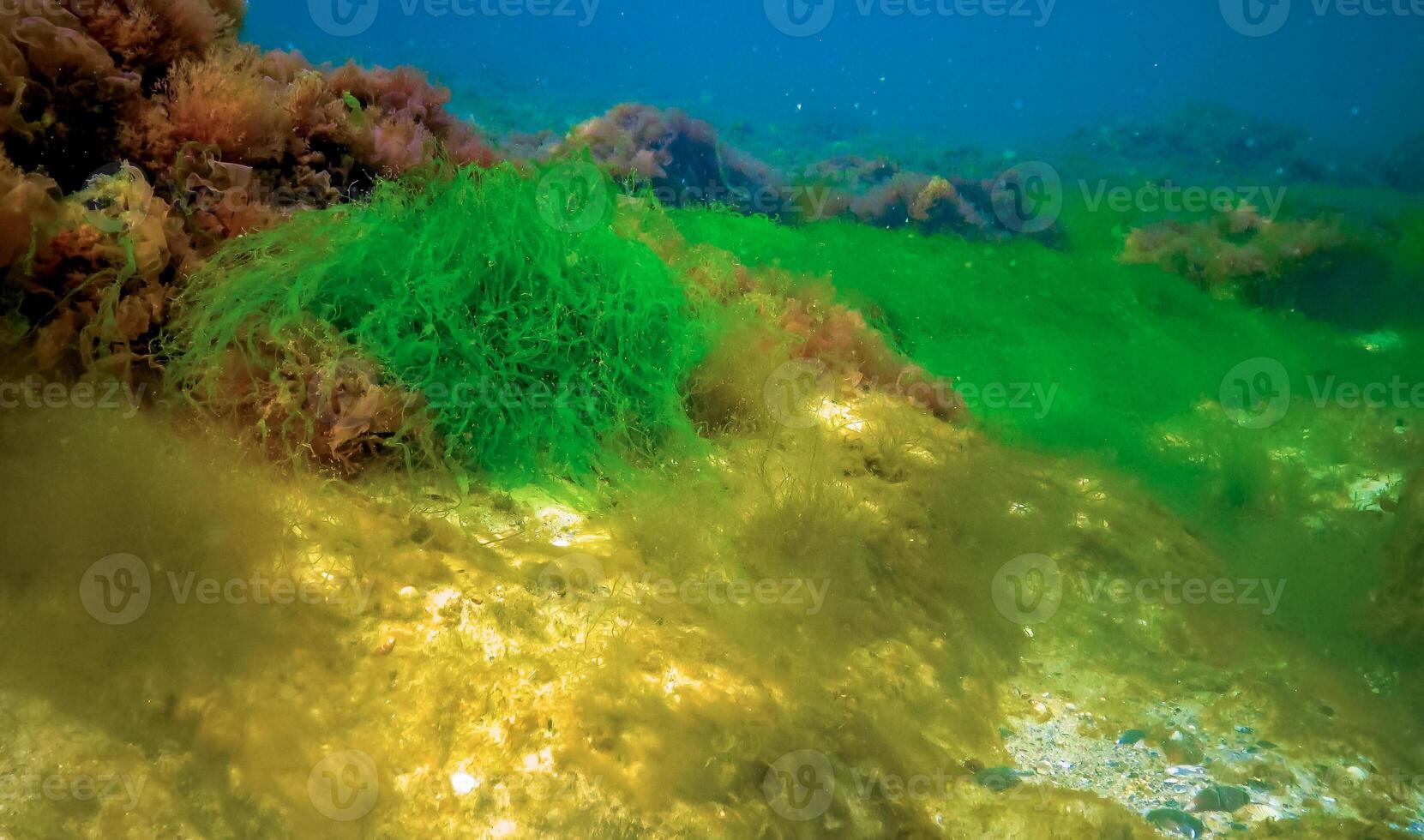 Underwater landscape, Black Sea. Green, red and brown algae on the seabed photo